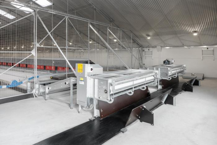 Broiler-Breeder-3.jpg
